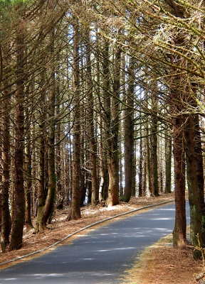 [Image of the same roadway but shot while standing off the other side of the road. Less greenery and more branches are visible in the trees.]